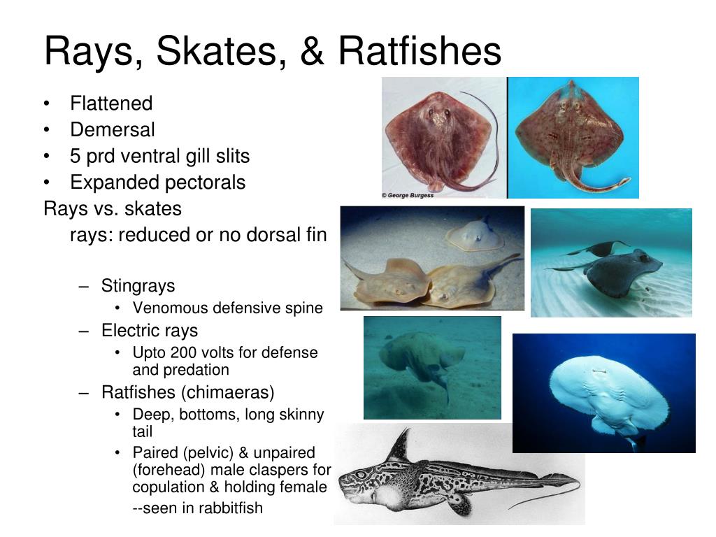 PPT Phylum Chordata subphylum Vertebrata PowerPoint PPT Phylum Chordata subphylum Vertebrata PowerPoint