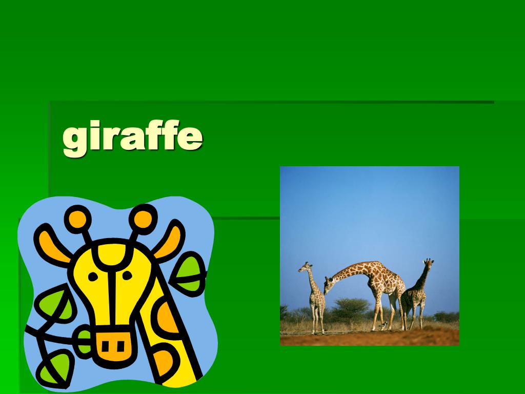 PPT - giraffe PowerPoint Presentation, free download - ID:112629