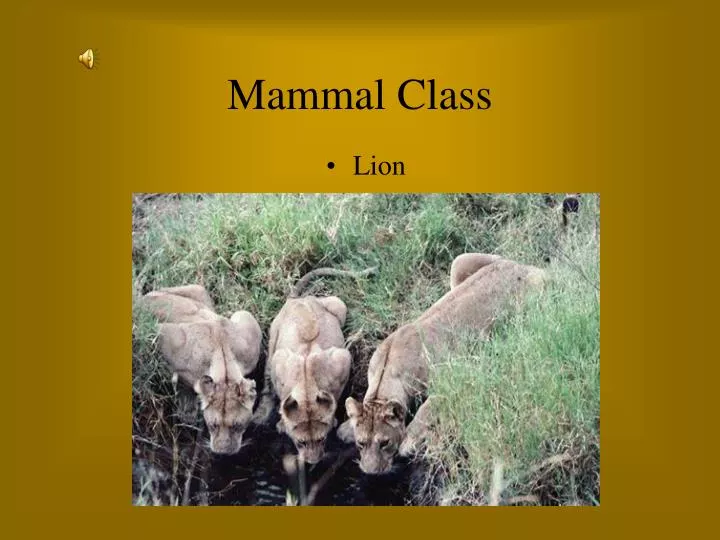 mammal class n.