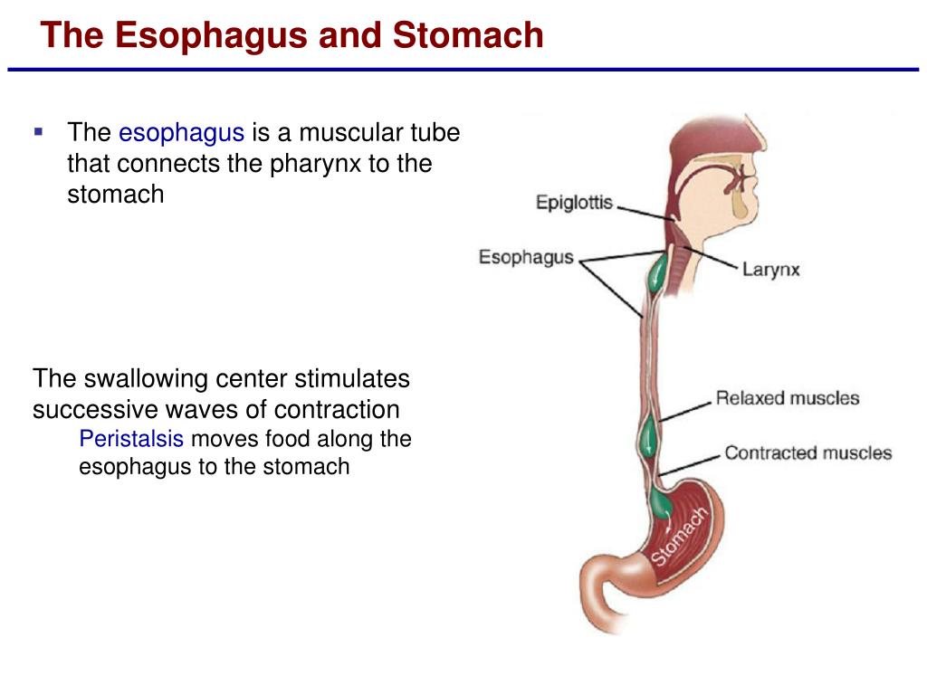 PPT - Lecture 18 The Digestive System PowerPoint Presentation, free
