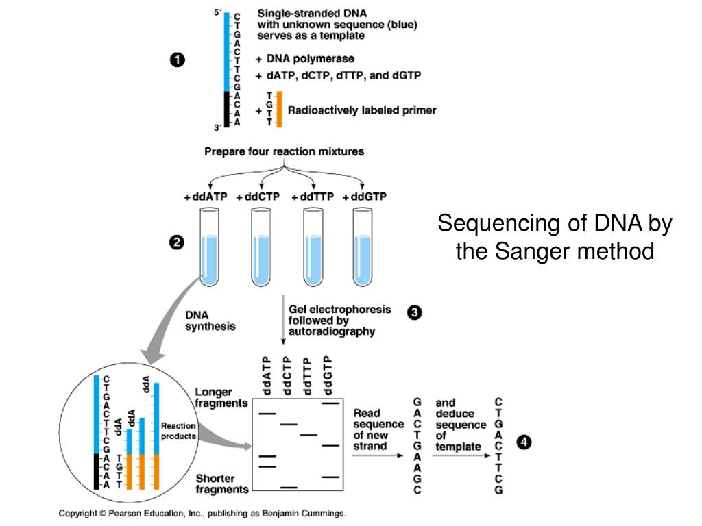Секвенирование нуклеотидов. Секвенирование метод Сэнгера. Секвенирование ДНК метод Сэнгера. Секвенирование ДНК по Сэнгеру: "плюс-минус" метод. Схемы метода секвенирования.