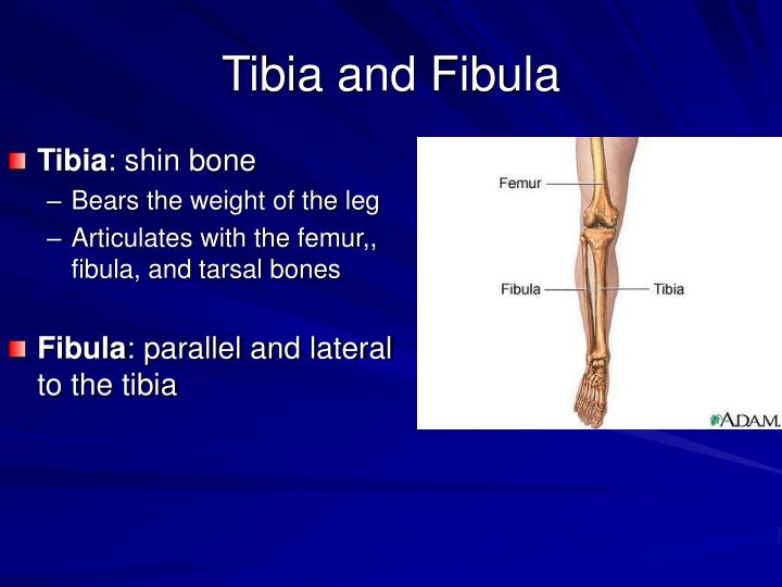 PPT Chapter 5 Skeletal System The Appendicular Skeleton