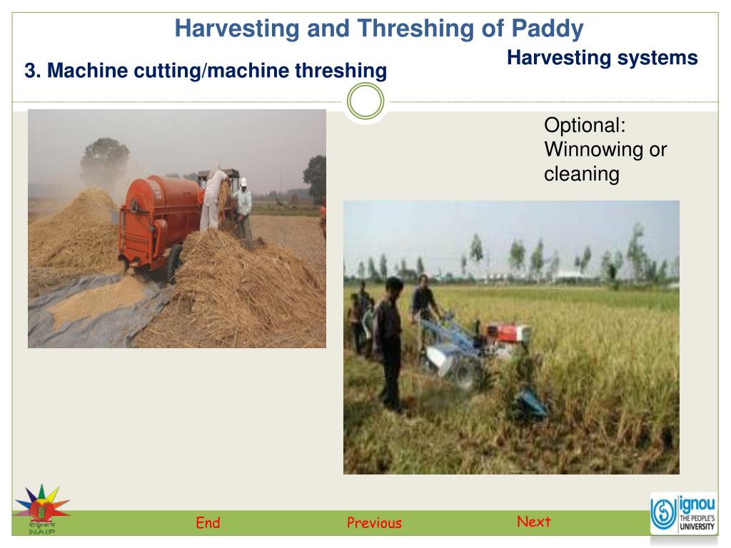 PPT Harvesting and Threshing of Paddy PowerPoint Presentation, free