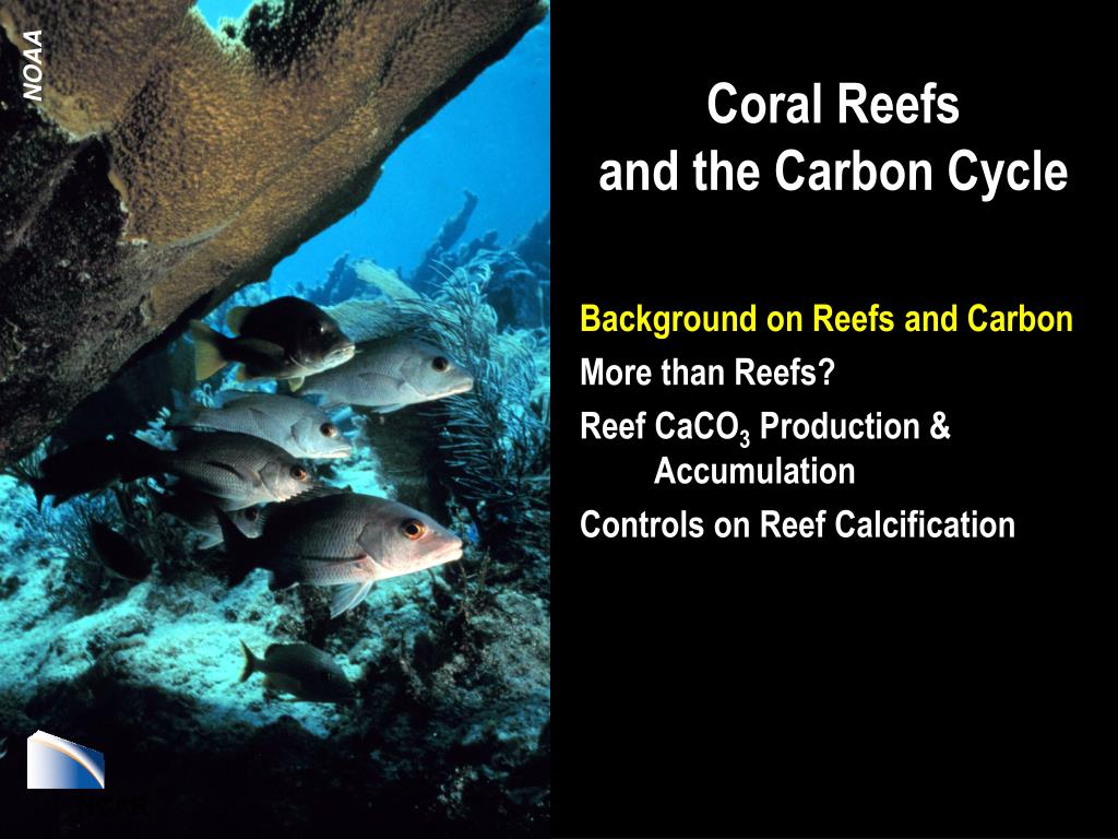 PPT - Coral Reefs and the Carbon Cycle PowerPoint Presentation, free  download - ID:1129548