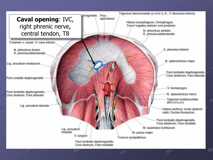 PPT - Thoracic cage, diaphragm PowerPoint Presentation - ID:1129811