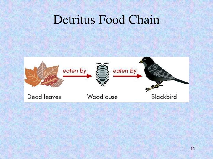 A Detritus Food Chain Begins With Food Ideas