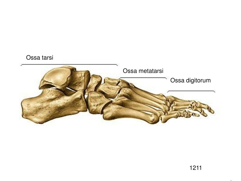 Фото стопы человека с названием. Подошвенная поверхность стопы анатомия кости. Кости стопы человека анатомия. Стопа анатомия строение кости. Кости ступни человека анатомия.