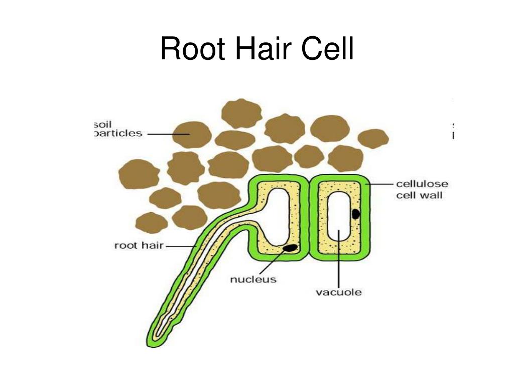 PPT Cell Types Tissues PowerPoint Presentation Free Download ID 