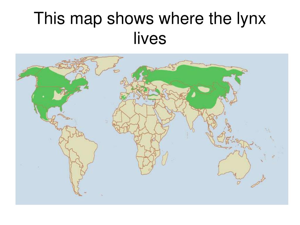 do lynx travel in groups