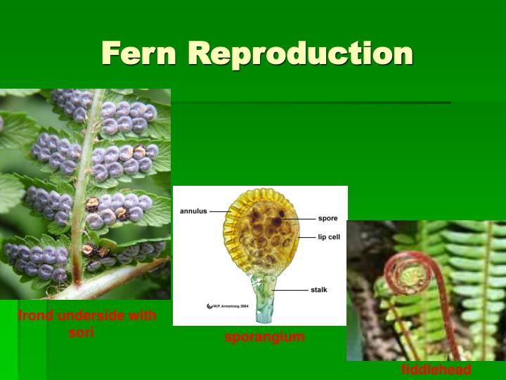 Fern uses sperm to reproduce Fern uses sperm to reproduce