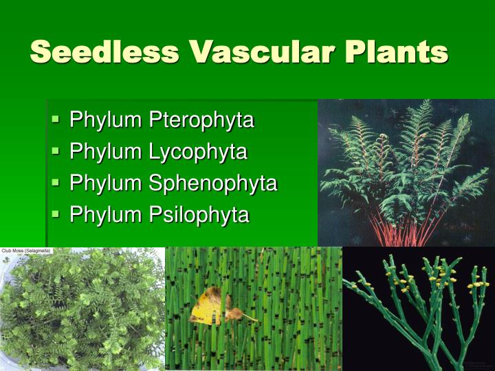 ppt seedless vascular plants powerpoint presentation id 1131093 vascular plants