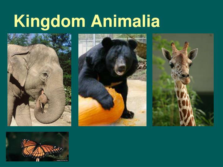 PPT - 6 Kingdoms Anticipation Guide: Just to get you thinking