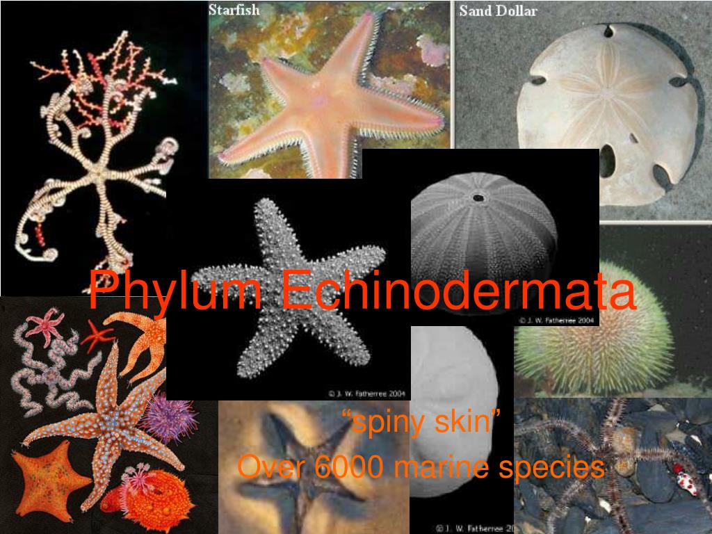 PPT - Phylum Echinodermata PowerPoint Presentation, free download -  ID:1131931