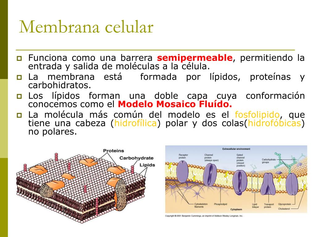 Ppt La Membrana Biológica Y Mecanismos De Transporte Powerpoint