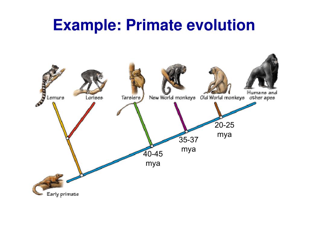 Ppt Class 9 Phylogenetic Trees Powerpoint Presentation Free