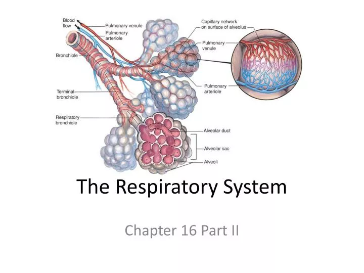 PPT - The Respiratory System PowerPoint Presentation, free download ...