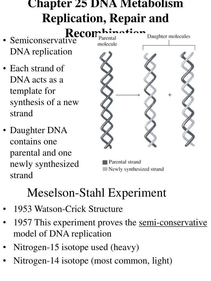 Ppt Chapter 25 Dna Metabolism Replication Repair And Recombination Powerpoint Presentation Id Ppt Chapter 25 Dna Metabolism Replication Repair And Recombination Powerpoint Presentation Id