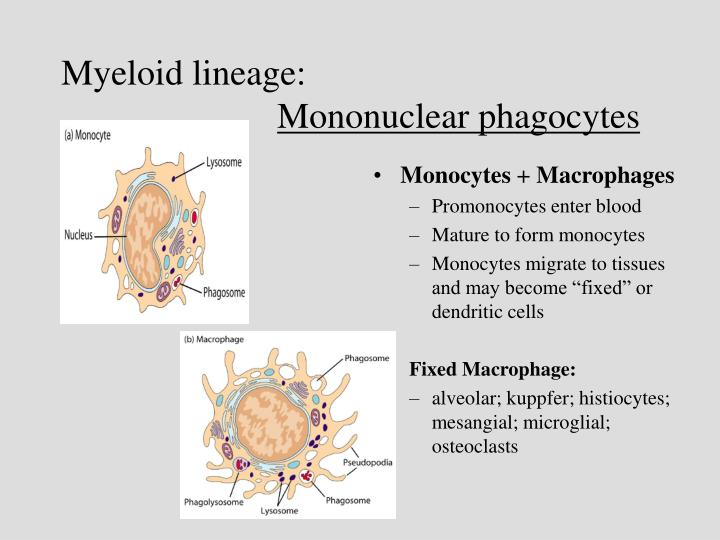 PPT - Cells of the Immune System PowerPoint Presentation - ID:1138509