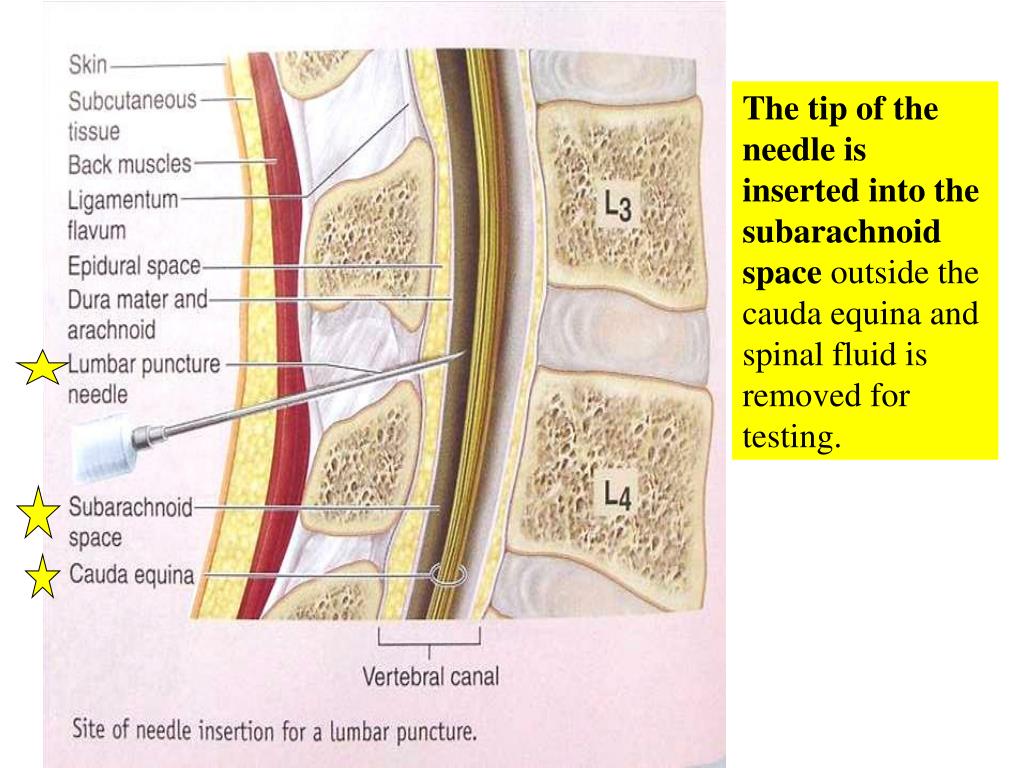 PPT - The spinal cord provides a vital link between the brain and the ...