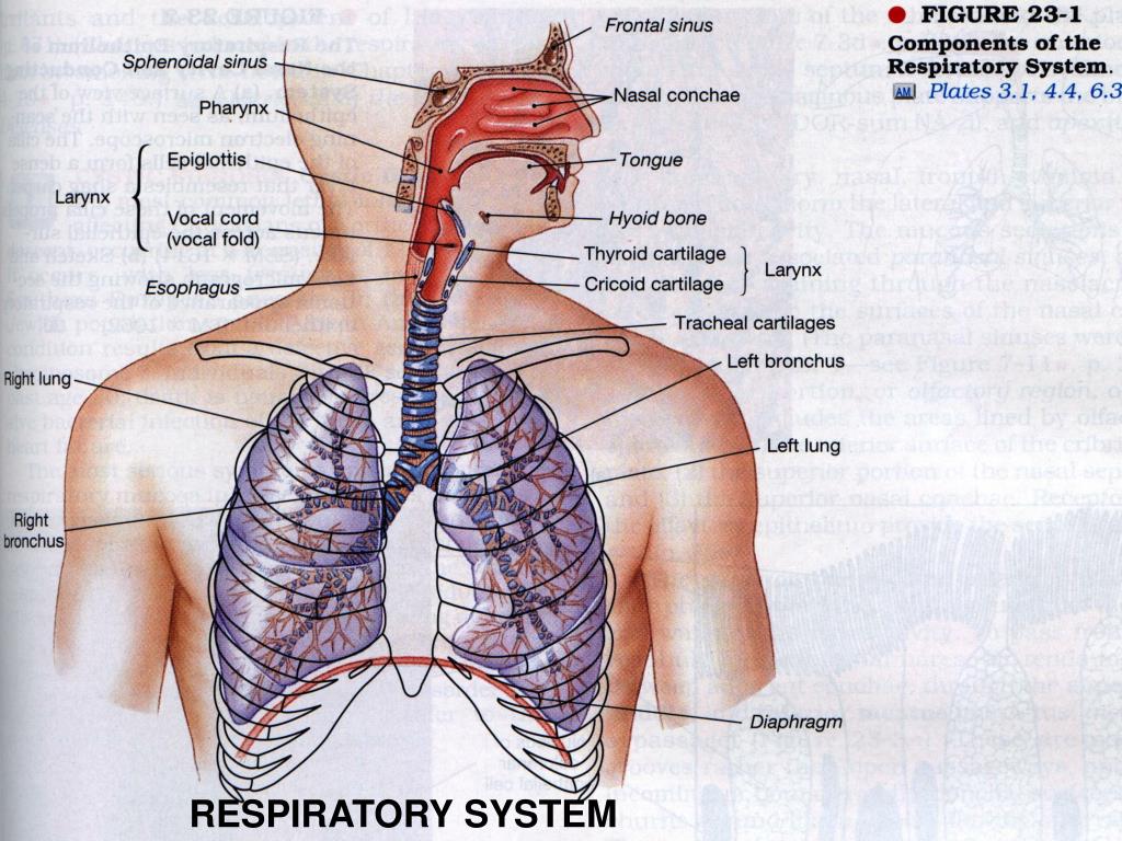 Organs And Structures Of The Respiratory System Anatomy And Physiology anatomy-of-the-respiratory-system-basicmedical-key