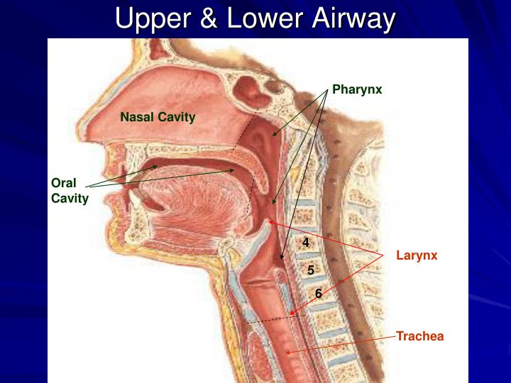 PPT - INTRODUCTION TO THE RESPIRATORY SYSTEM PowerPoint Presentation