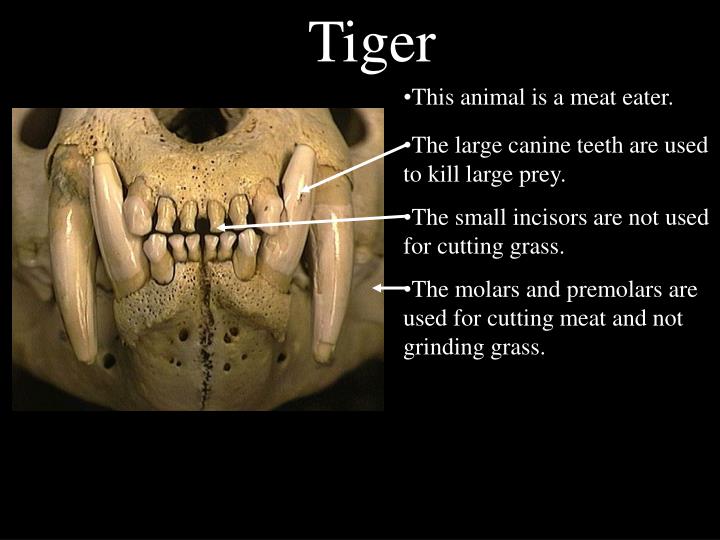 PPT Mechanical Digestion Teeth PowerPoint Presentation ID1141813