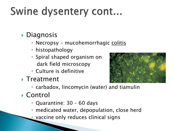 PPT Swine diseases PowerPoint Presentation ID1144688