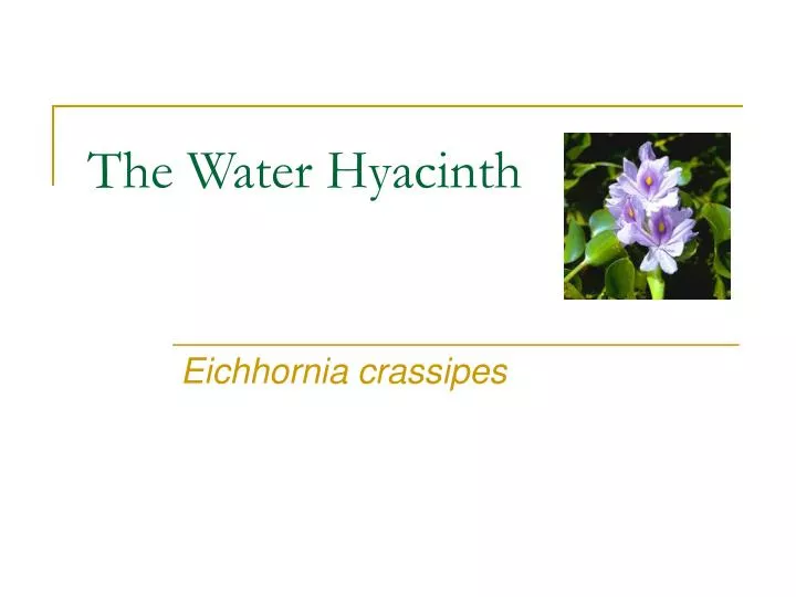 Ppt The Water Hyacinth Powerpoint Presentation Free Download Id 1144777