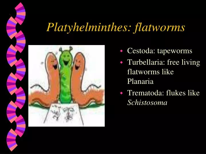 platyhelminthes flatworms ppt