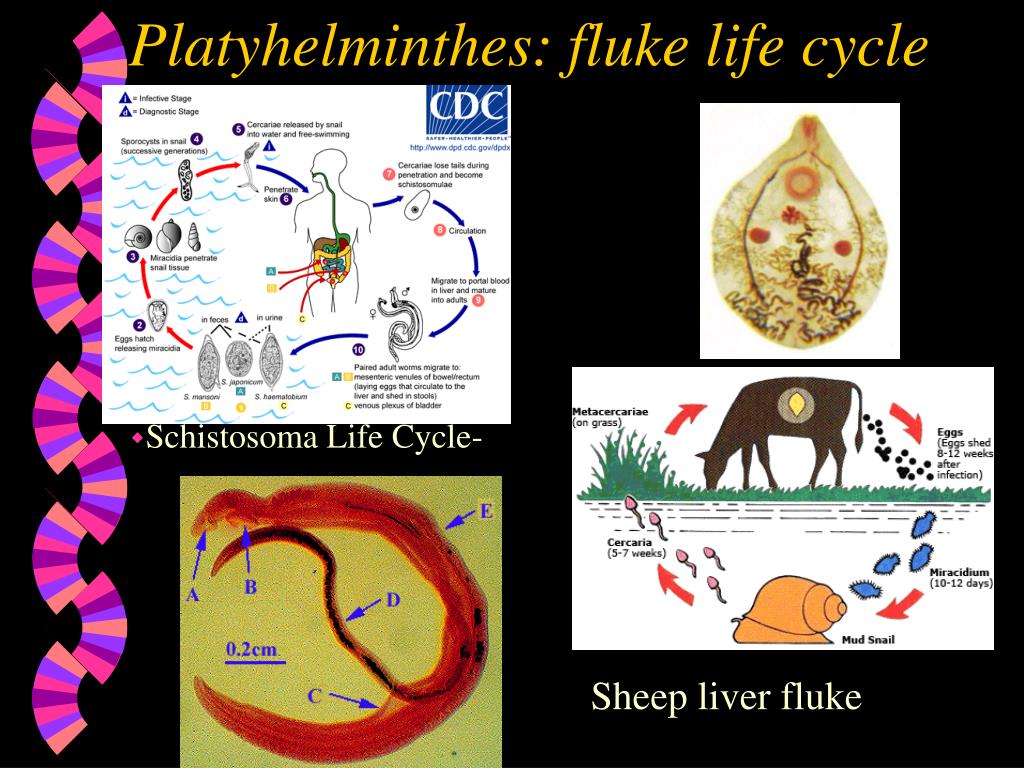 PPT Platyhelminthes flatworms PowerPoint Presentation 