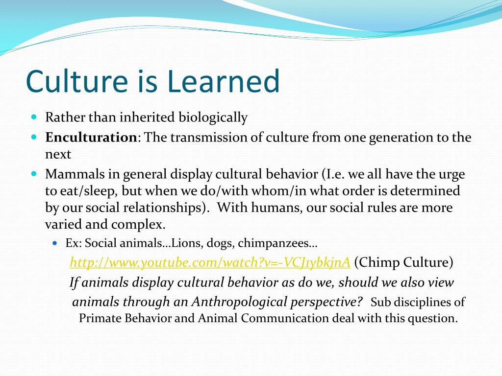 culture is learned essay brainly