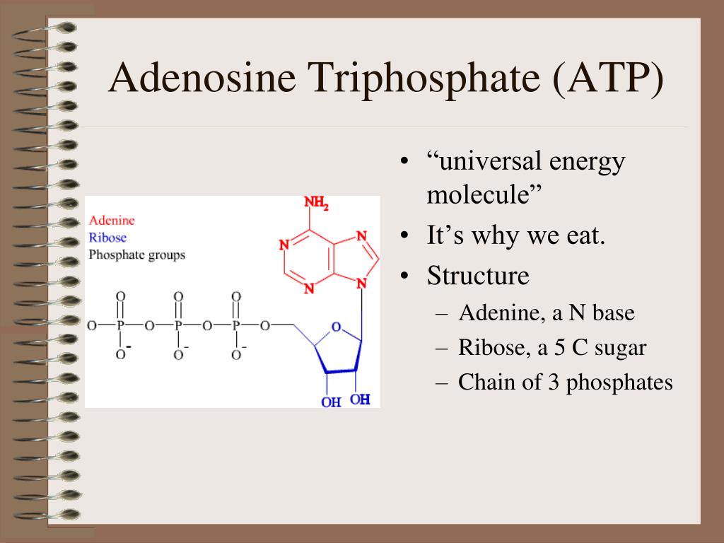 The Supply Of Adenosine Triphosphate And Creatine