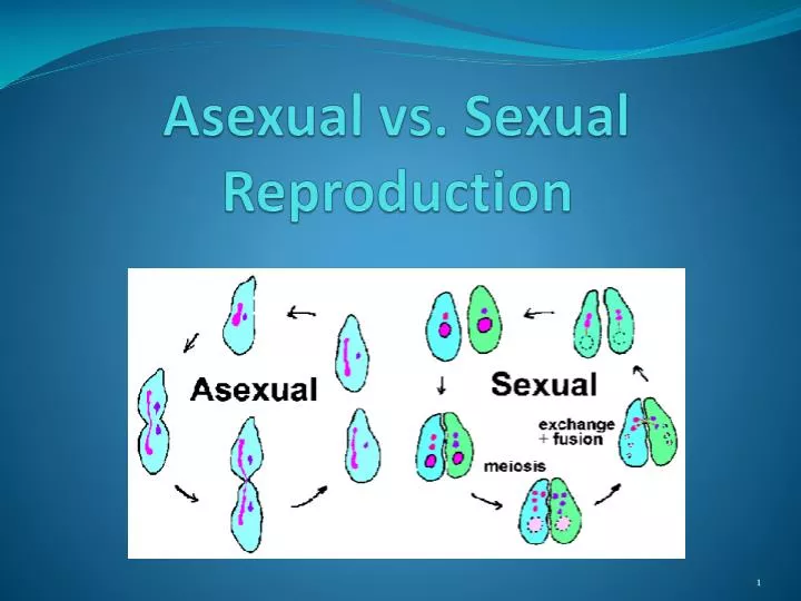 Asexual vs Sexual Reproduction PowerPoint Presentation Biology Diagrams