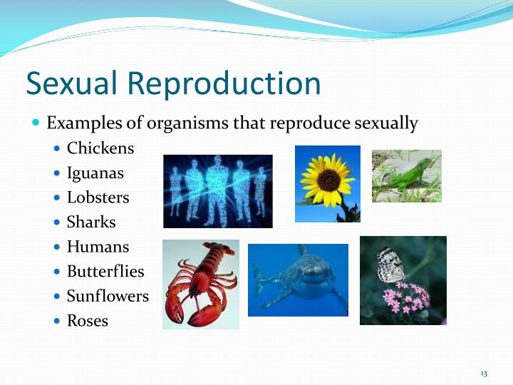 PPT Asexual vs. Sexual Reproduction PowerPoint Presentation ID1151381