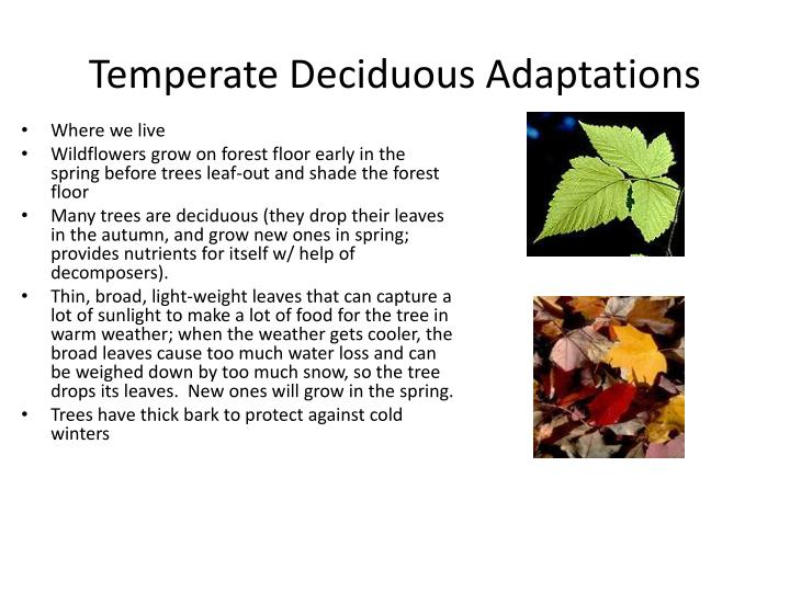 PPT Ecological Adaptations of Plants &amp; Animals