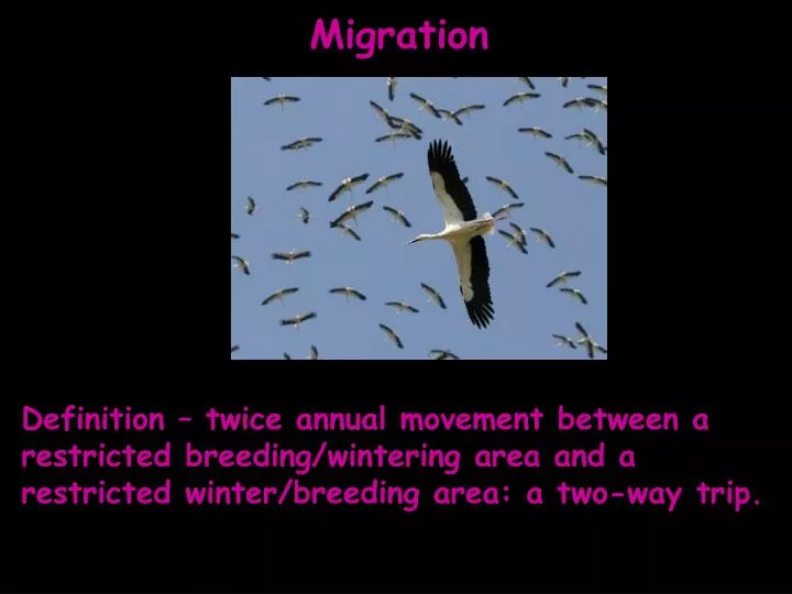 PPT - Migration PowerPoint Presentation, free download - ID:1151671