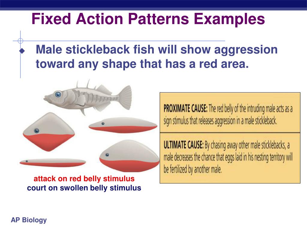 PPT Animal Behavior Chapter 51 PowerPoint Presentation, free download
