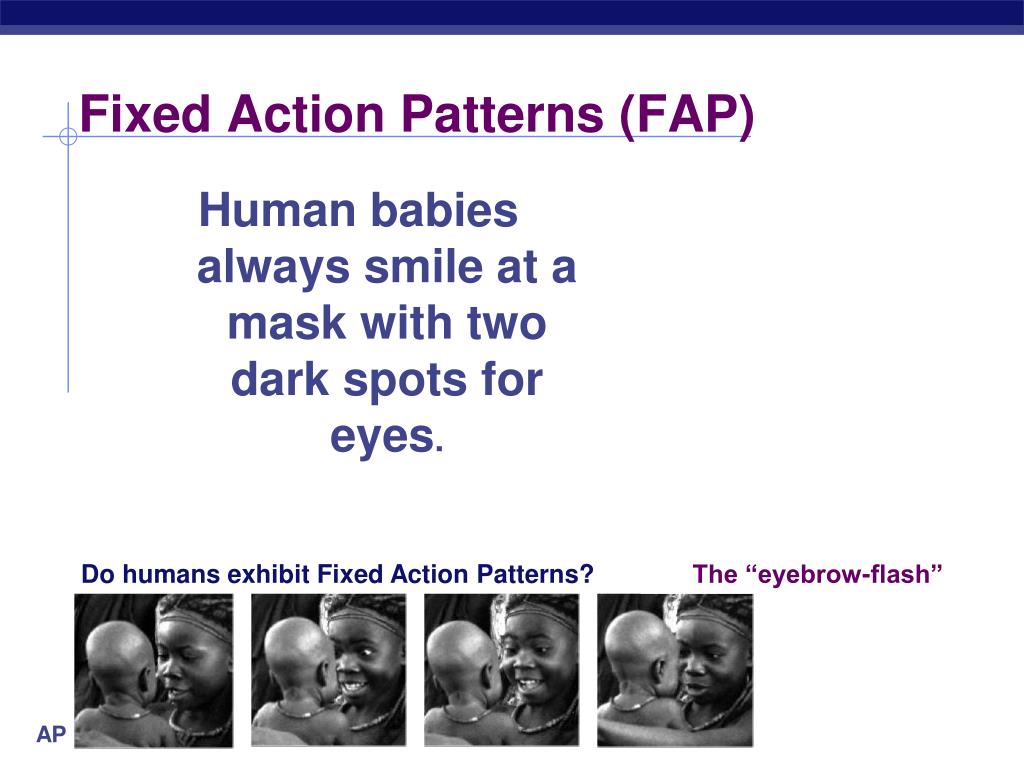 fixed action patterns in humans revengexstormvans