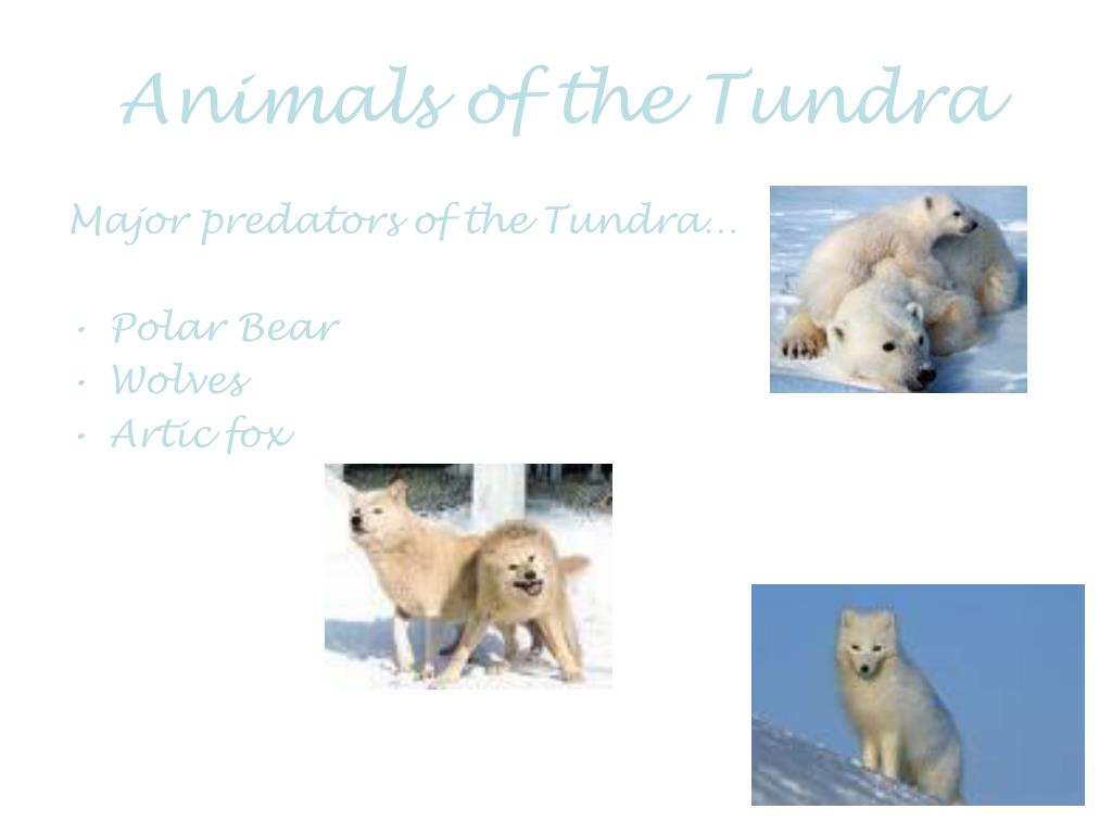 PPT - Tundra PowerPoint Presentation, free download - ID:1152043