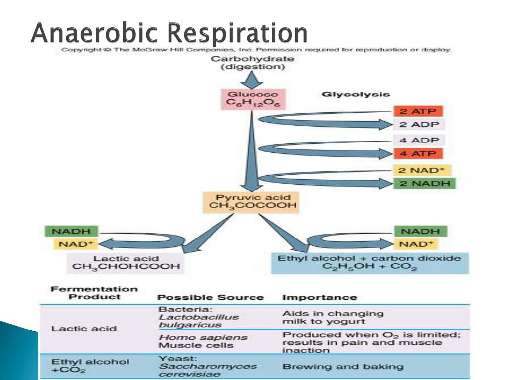 PPT - Metabolic Pathways PowerPoint Presentation, free download - ID ...