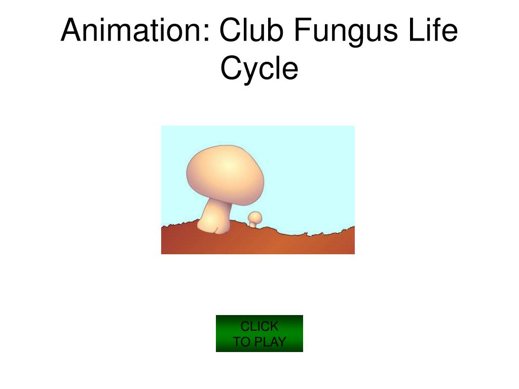 PPT - Kingdom Fungi PowerPoint Presentation, free download - ID:1153568