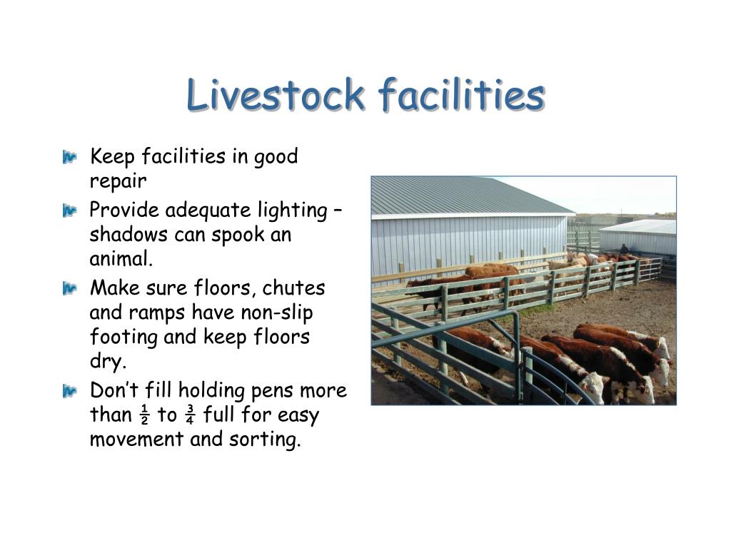 PPT Low Stress Cattle Handling PowerPoint Presentation, free download ID1155066
