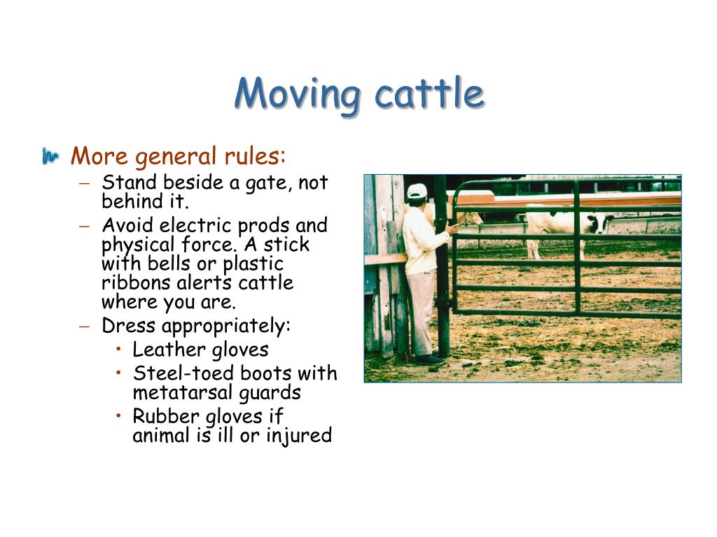 PPT - Low Stress Cattle Handling PowerPoint Presentation, Free Download ...