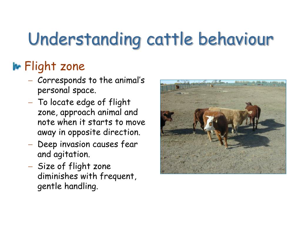 PPT - Low Stress Cattle Handling PowerPoint Presentation, Free Download ...