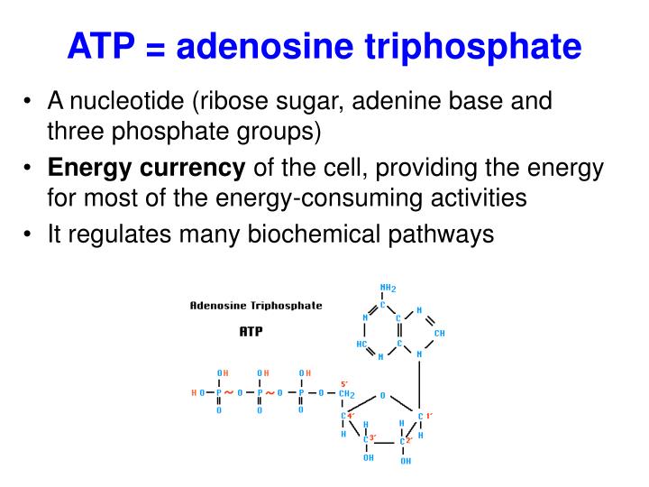 PPT - C9. Metal ions in biological systems PowerPoint Presentation - ID ...