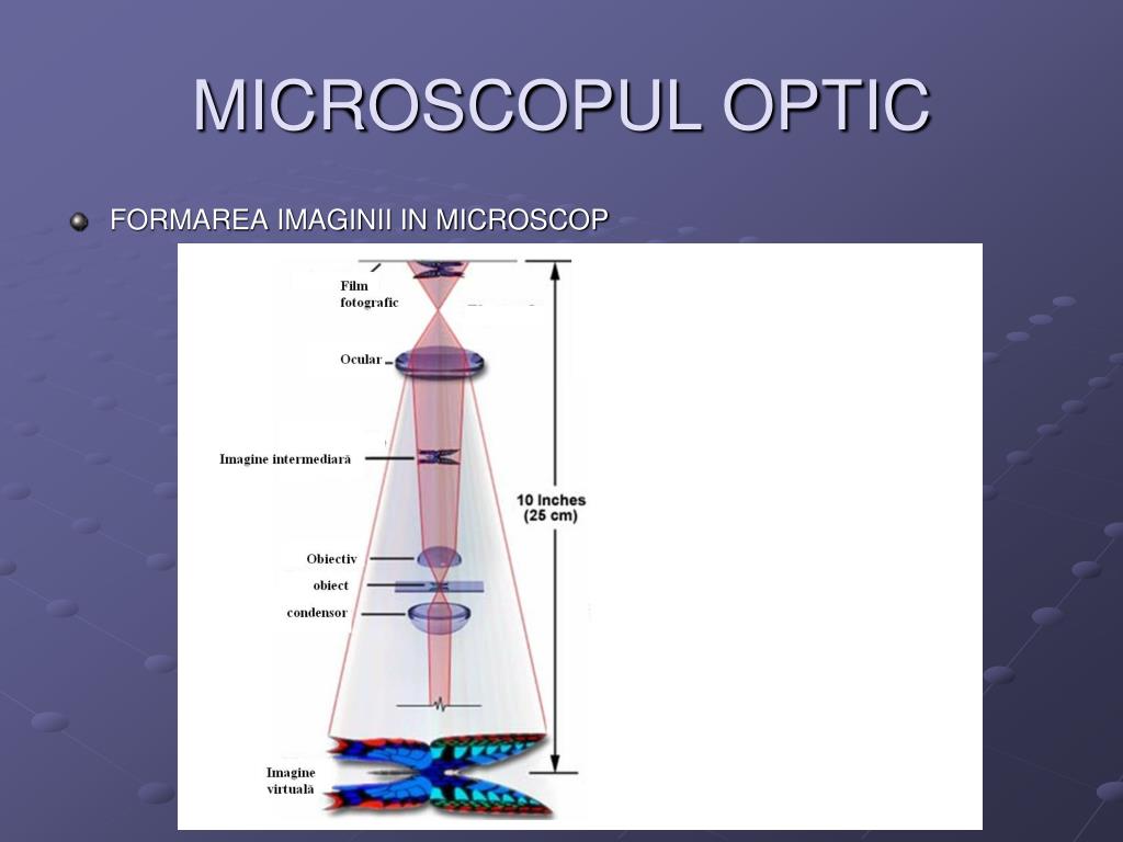 PPT - MICROSCOPUL OPTIC PowerPoint Presentation, free download - ID:1156231