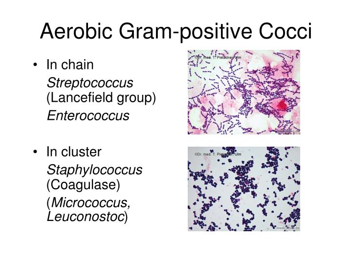 gram positive cocci in clusters
