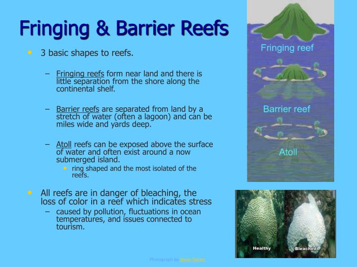 PPT - Mangrove Swamps PowerPoint Presentation - ID:1157078
