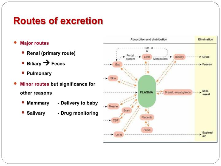 PPT - Pharmacokinetics: Drug Excretion PowerPoint Presentation - ID:1158006