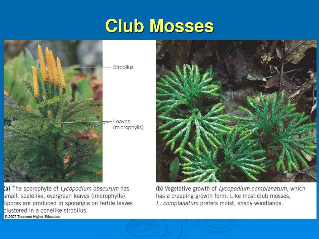 free download club moss free download club moss